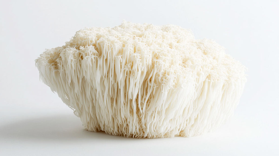 Lion's Mane Mushroom Benefits: Nerve Growth Factor, Brain Health & Focus