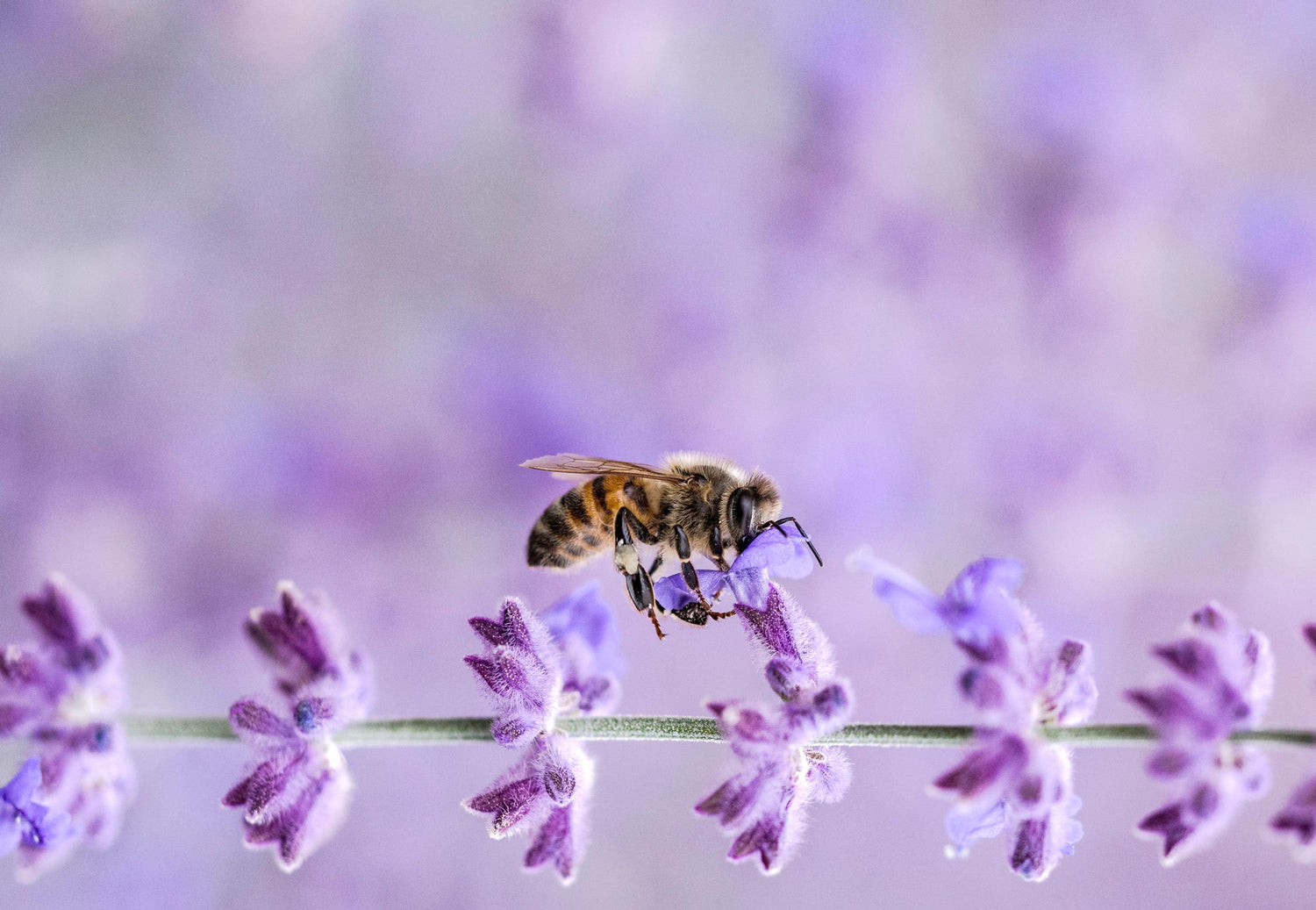 A honey bee pollinating lavender plants